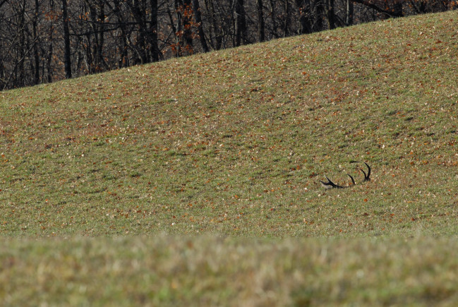 PASSIONE PER IL CERVO